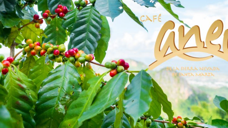 Kolumbia ANEI FTO – ostatni worek!