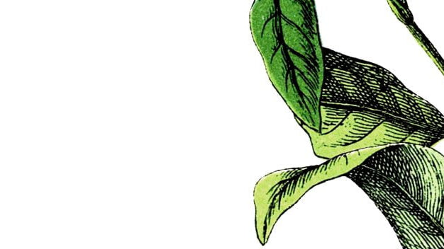 Specialty coffee, czyli jak specjalna jest nasza kawa (1/4)