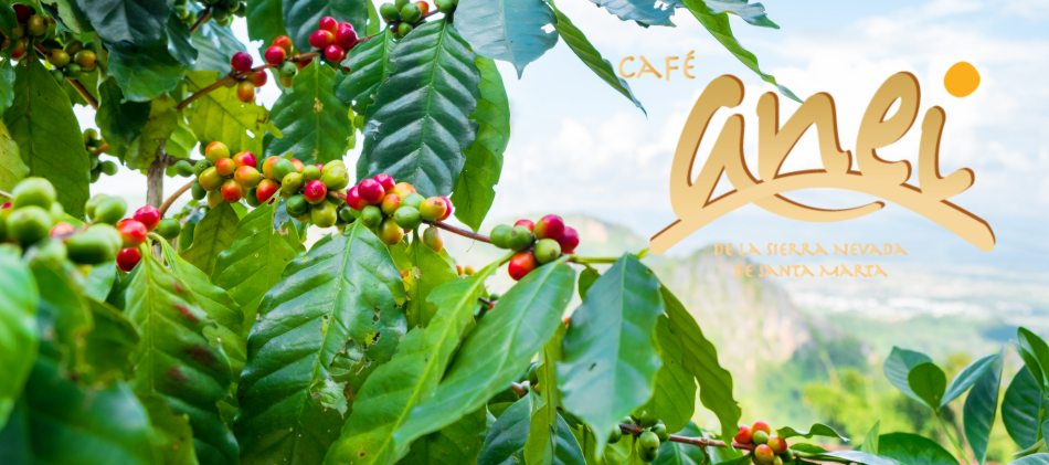 Kolumbia ANEI FTO – ostatni worek!